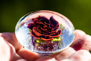 large rose touchstone paperweight with cremation ash